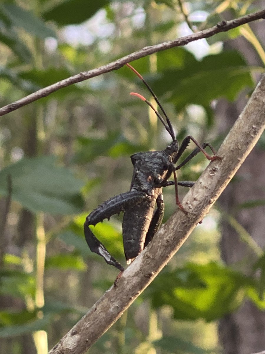 Revna Bethia partner to CK tweet media