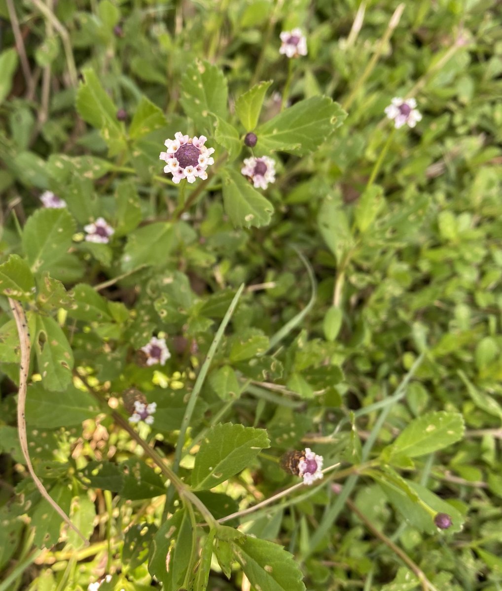 Beautiful day spent with my grandson doing yard work and playing. 💜 #getoutside #reallife #breath #locals