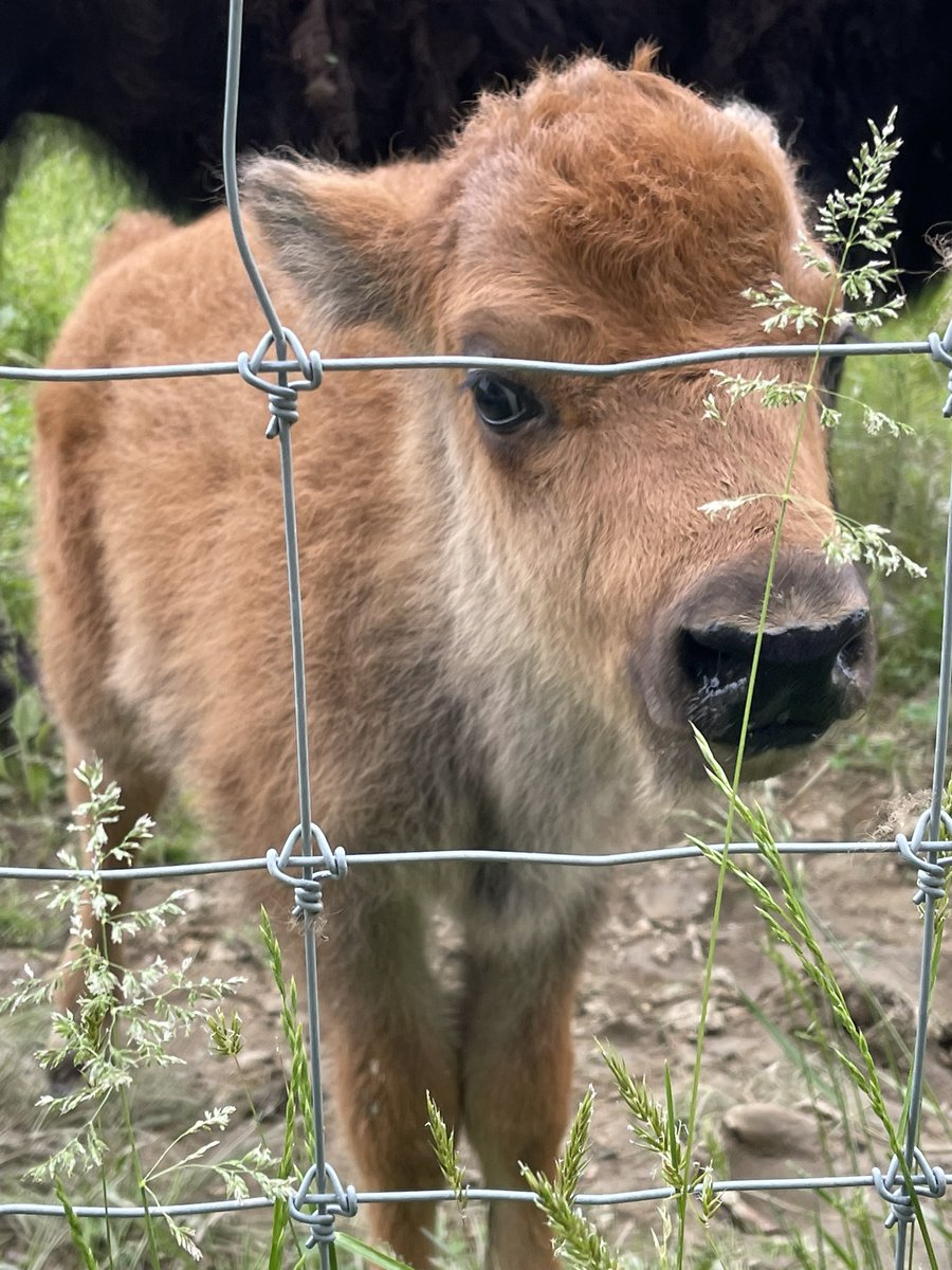 Lisa Meyer tweet media