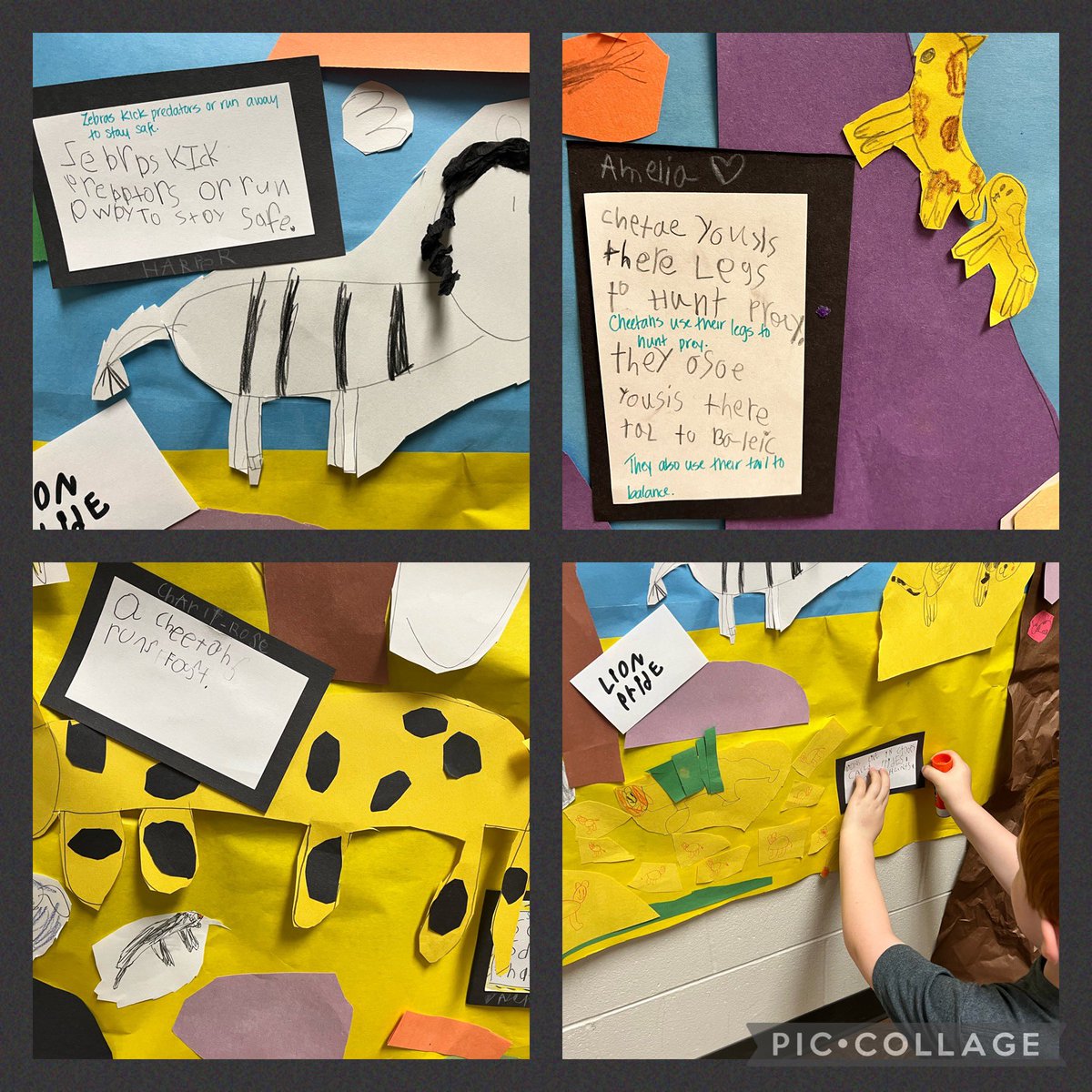 We wanted to teach anyone who walked by through our animals and our facts <a href="/HumbleISD_FCE/">Fall Creek Elem</a> #naturallykindergarten