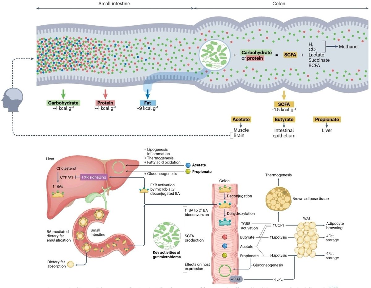 Check out the excellent review on the roles of #GutMicrobiome in #EnergyMetabolism & #WeightManagement @NatureRevMicro 👏👏👏
@ANMSociety @esnm_eu @INMAssociation @GutBrainScience @AmerGastroAssn @AmCollegeGastro
👉Opportunities & challenges in the ongoing fight to improve Global…