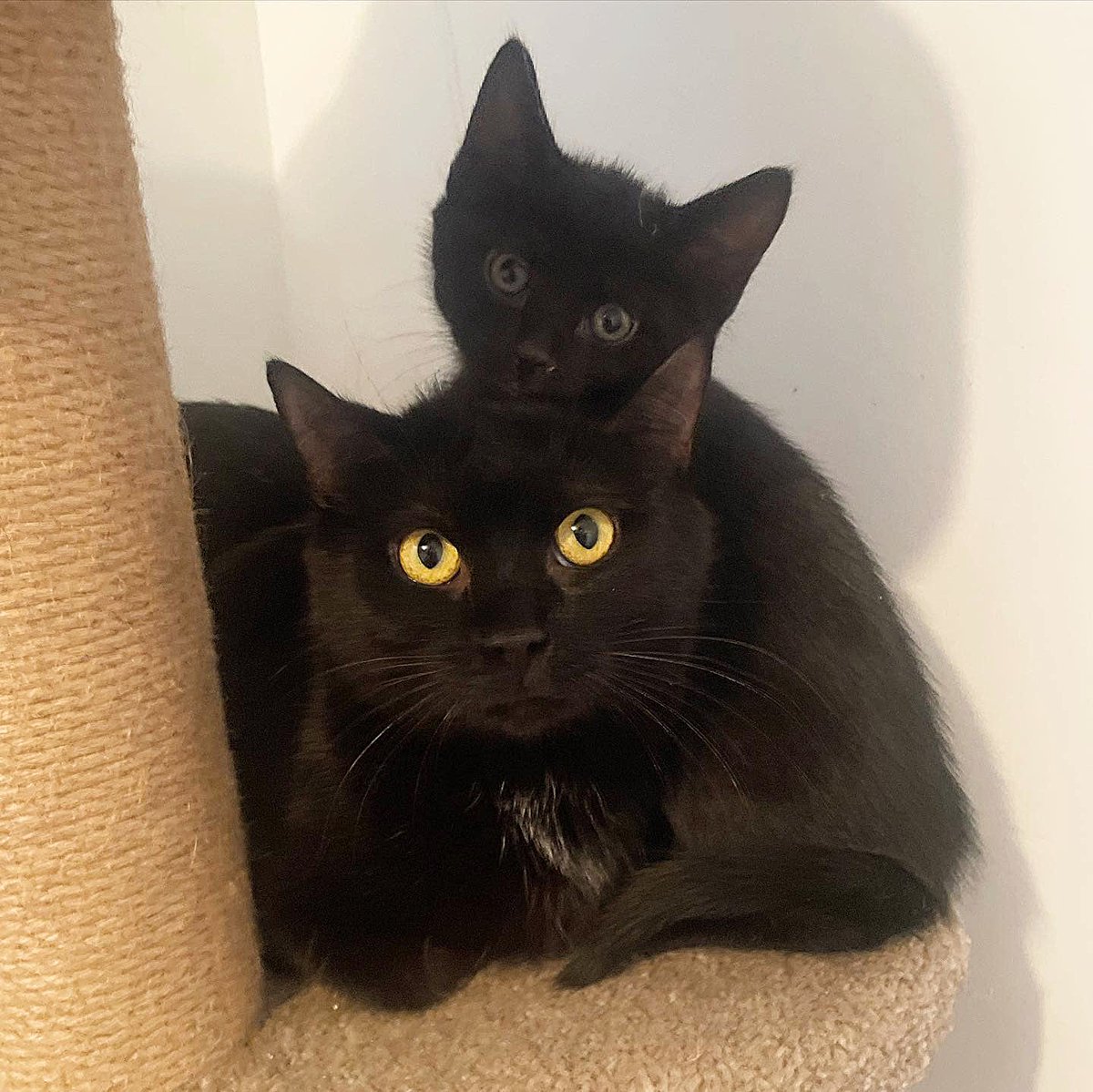 NFLQuotesMemes's tweet photo. RT LoveMeowdotcom "A stray cat met nice people, had kittens in their house days later and decided she was done with the streets. Full story: https://t.co/sUJzrdK04T https://t.co/omMTX7WzIu"