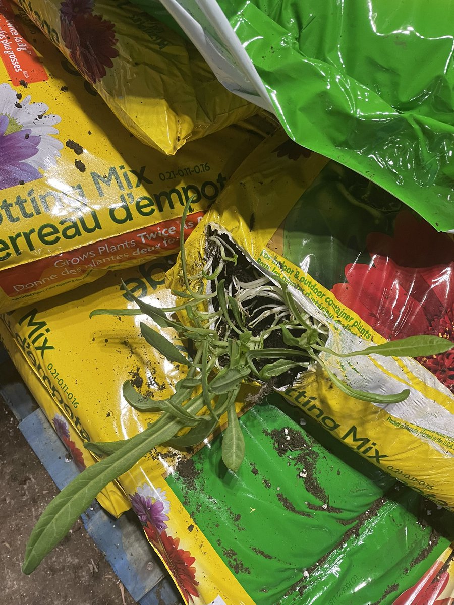 toady_hawk's tweet image. Was at the Home Depot trying to figure out which of the 35 brands of soil to buy for our garden, when I saw a literal plant bursting out of this bag. 

I guess we’ll go with that brand. #truthinadvertising