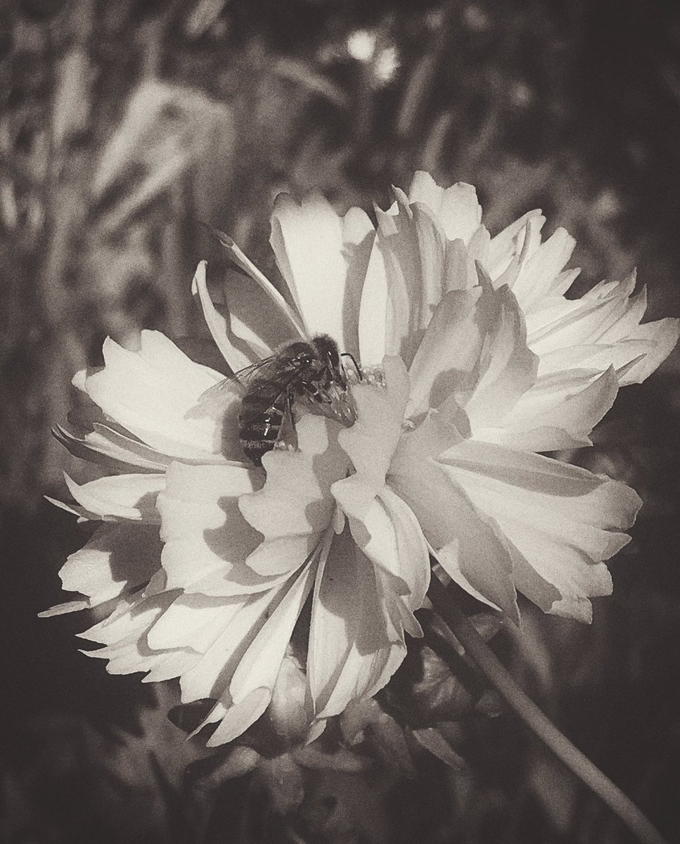 Ne_mu_ro's tweet photo. Lance-leaved coreopsis🐝 https://t.co/xH8FuelkkX