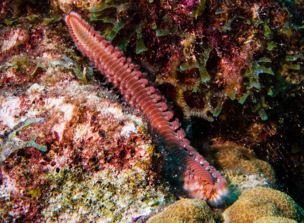 A Bearded Fireworm (Hermodice carunculata) crawls over the coral on Calabas Reef near Kralendijk, Bonaire, May 15, 2023.

#beardedfireworm #fireworm #reef #reeflife #scubadiving #lionsdive #curacao #curacaodiving #underwaterphotography #sealife #dc2000 #… instagr.am/p/CsST2z7LMqt/