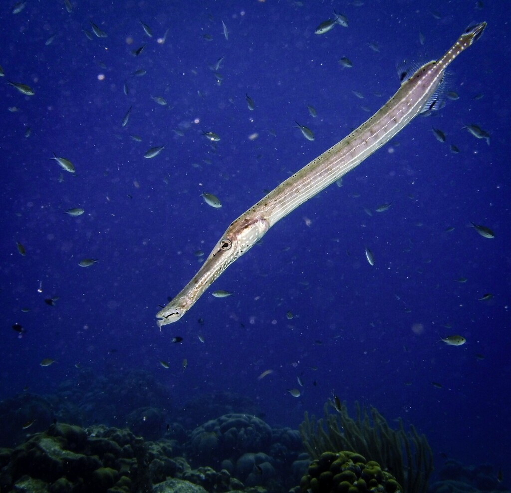 A Trumpetfish (Aulostomus maculates) swims along Calabas Reef near Kralendijk, Bonaire, May 15, 2023. 

#trumpetfish #calabasreef #reef #reeflife #scubadiving #diviflamingo #bonaire #bonairediving #underwaterphotography #sealife #dc2000 #livetoscuba #scu… instagr.am/p/CsSTf2prdX0/