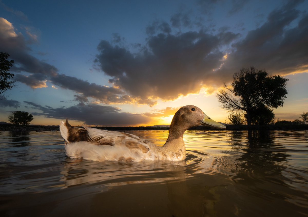 duckset

(retweet to send noms live.dashducks.tv)