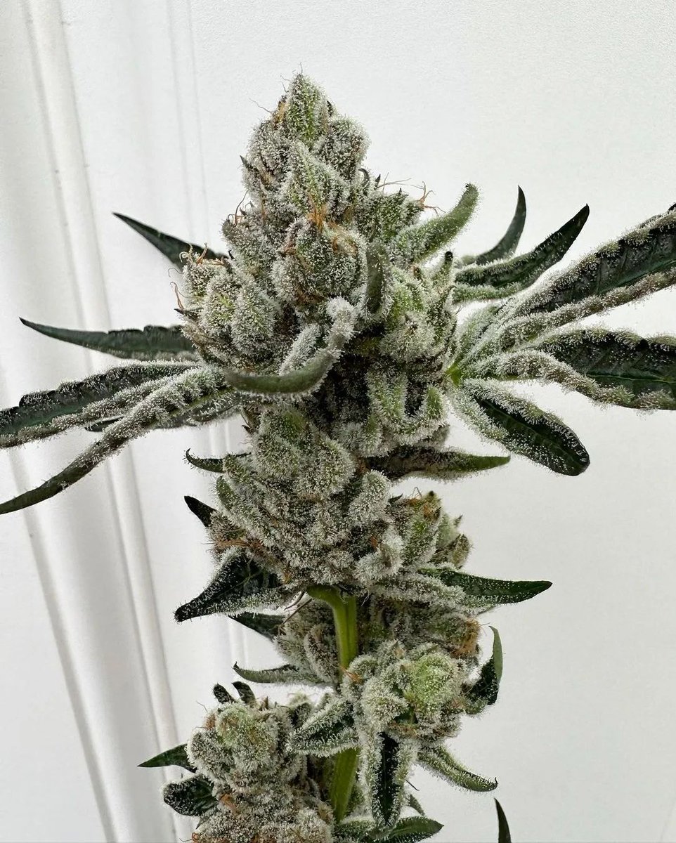 dorindafarms's tweet photo. #GrapeCreamCake π
Starting with elevated mood and energy, the Indica traits of this strain soon creep in and allow for deep physical relaxation. Consumers of GCC strain have noted benefits in relieving symptoms associated with appetite loss, insomnia, stress, anxiety, and ADHD. https://t.co/LwwxISHoS3