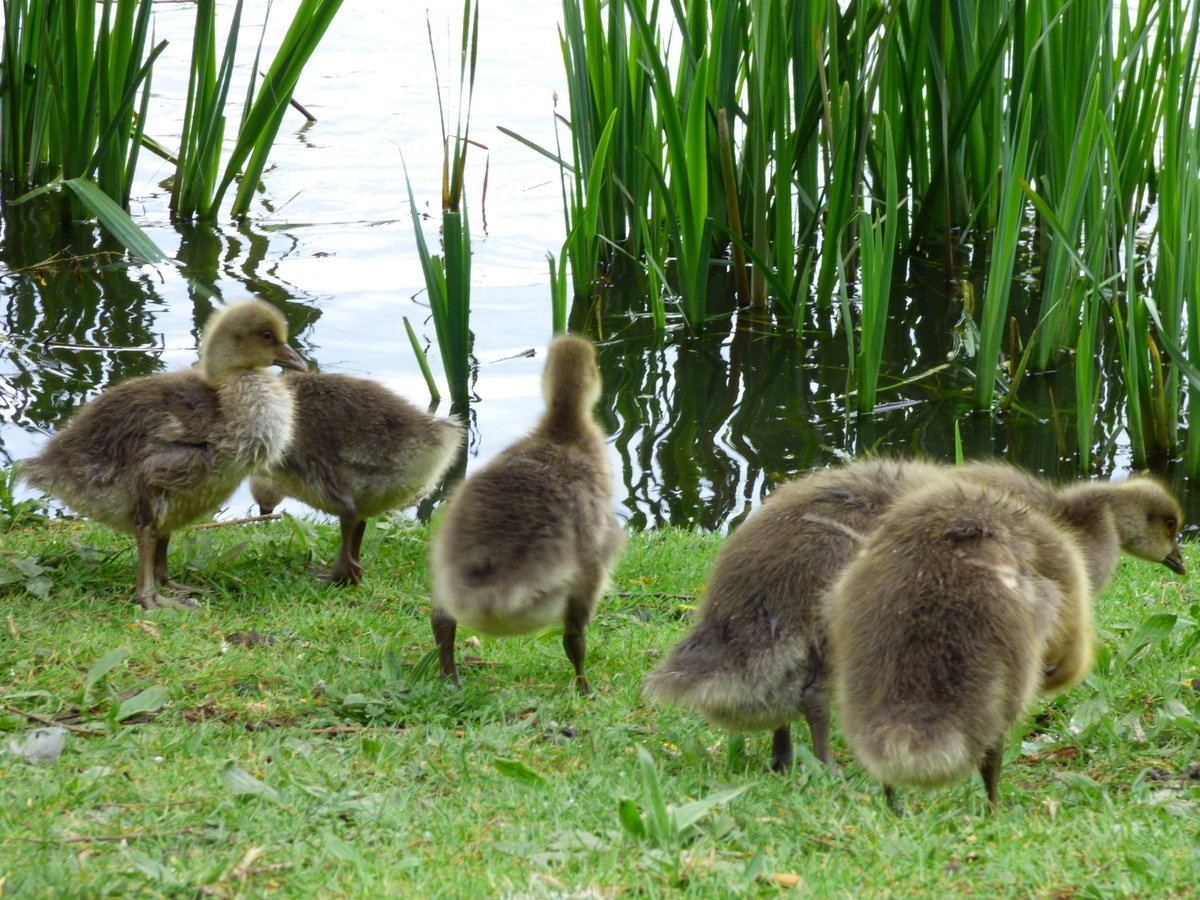 I love this time of the year when the next generation arrive. Happy Tuesday everyone. #hull #Geese #yorkshire #humber #SpringIsHere #NaturePhotography #photographylovers