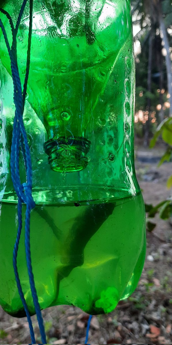 Mack_santo's tweet photo. Trying out Home-Made Minnow traps.
The traps were kept overnight and out of the 4 traps in 1 trap we were able to find Catfish.
#westernghats #minnowtrap #freshwater #trap #fishing https://t.co/nd8sculcgf