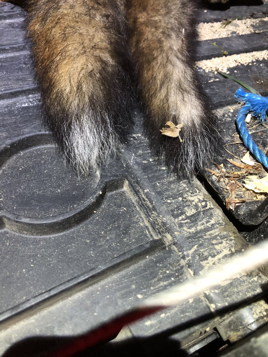 grj243's tweet image. Promise kept, home, check chicks and grab a few 💤 #Predatorcontrol #NorthWales