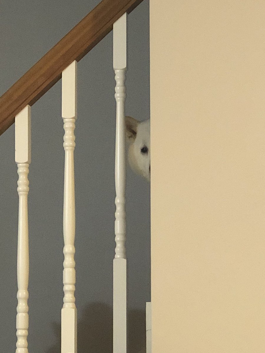 K9 CCTV <a href="/bunsenbernerbmd/">Bunsen, BEAKER, and Bernoulli🇨🇦</a> what do you think of my security system??