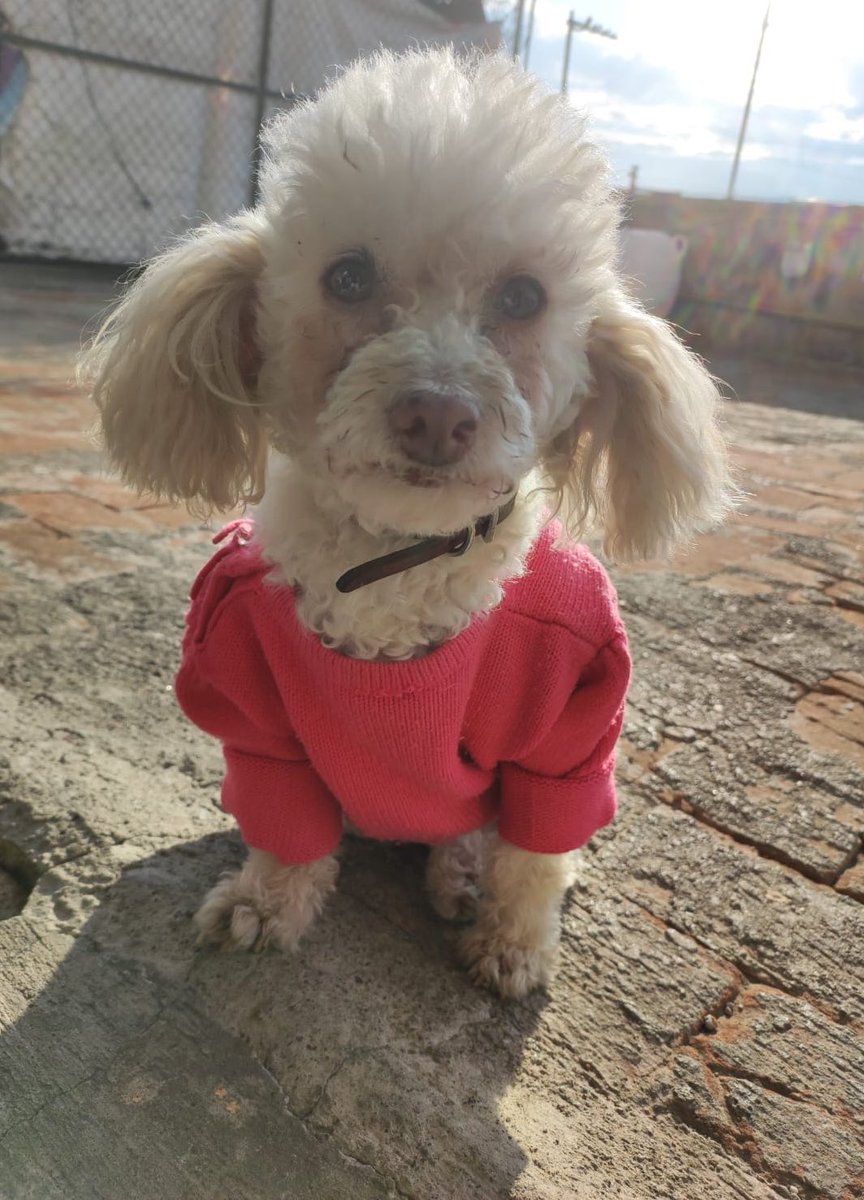 D I A N A 🐕 🐾 ❤️ (@diana_dfc) on Twitter photo En adopción responsable Gala aprox 6 años súper cariñosa, sociable, muy tranquila, talla chica (aprox 5kg) quien se anima a darle una oportunidad? RT🙏🏻 <a href="/MascotasSismo/">Mascotas Sismo</a> <a href="/perrososmx/">🅿🅴🆁🆁🅾🆂🅾🆂🅼🆇</a> <a href="/acano52/">Arturo</a> <a href="/_PatriciaAnaya/">Amo a los Perros</a> <a href="/mayumiguillen/">Mayú Guillén 🇲🇽🇺🇦</a> <a href="/iztalccihuatl/">Mary Sandoval 6476❤**</a> <a href="/LaNotaPositiva/">La Nota Positiva</a> <a href="/PaolaFrida/">ρασℓα </a> <a href="/EsEstra/">A L I 🐾</a> <a href="/FCF_mx/">FundColitasFelices</a> En adopción responsable Gala aprox 6 años súper cariñosa, sociable, muy tranquila, talla chica (aprox 5kg) quien se anima a darle una oportunidad? RT🙏🏻 <a href="/MascotasSismo/">Mascotas Sismo</a> <a href="/perrososmx/">🅿🅴🆁🆁🅾🆂🅾🆂🅼🆇</a> <a href="/acano52/">Arturo</a> <a href="/_PatriciaAnaya/">Amo a los Perros</a> <a href="/mayumiguillen/">Mayú Guillén 🇲🇽🇺🇦</a> <a href="/iztalccihuatl/">Mary Sandoval 6476❤**</a> <a href="/LaNotaPositiva/">La Nota Positiva</a> <a href="/PaolaFrida/">ρασℓα </a> <a href="/EsEstra/">A L I 🐾</a> <a href="/FCF_mx/">FundColitasFelices</a>