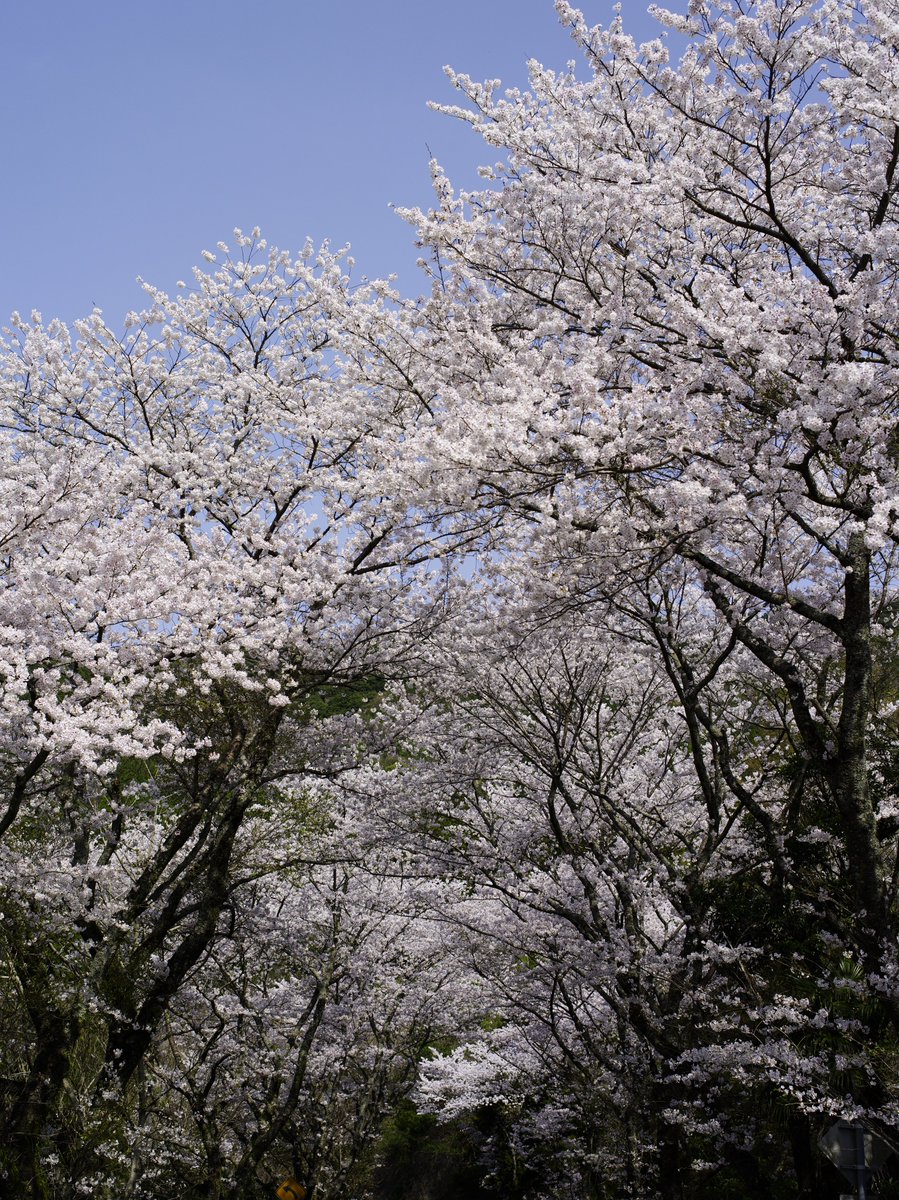 tetsujin96's tweet photo. Kodak製CCDセンサーで撮る桜
https://t.co/5uQzGqb1Fk

#PENTAX #PENTAX645D #645D
#写真撮ってる人と繋がりたい https://t.co/AZfsLCpZXr