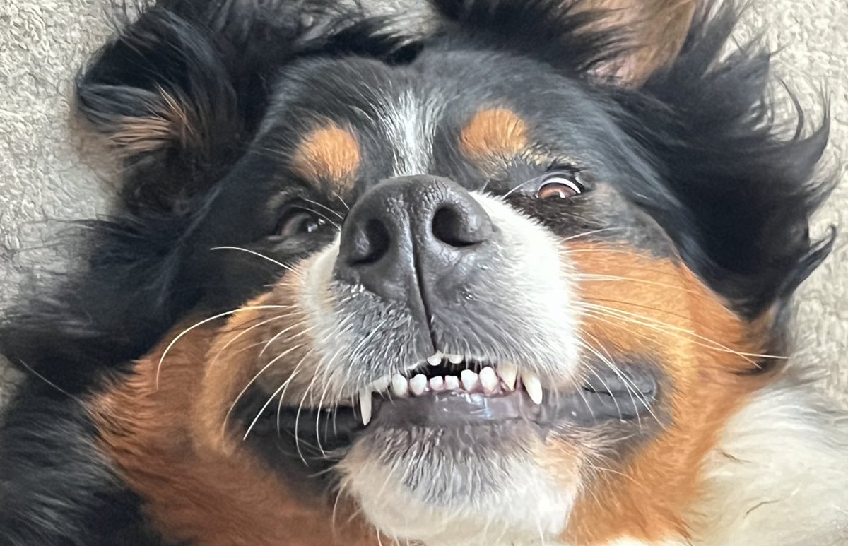 Maggie Dog tweet media