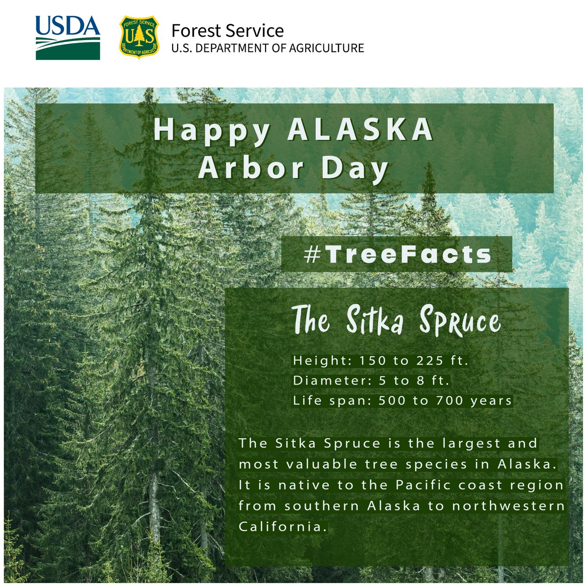 AKForestService's tweet image. Happy Alaska Arbor Day! Let&apos;s celebrate with some #TreeFacts 🌲 DYK our state tree is the Sitka Spruce?