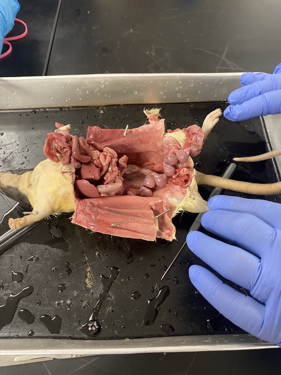 waggybioteacher's tweet photo. Dissection week is one of my favorite weeks of the year! We did rats this year and so far the students are really enjoying it! This is always a great way to wrap up the school year. 🐀@ECHS_RRISD #dissectiontime #highschoolbiology #RRISD https://t.co/Qup8izaMnd
