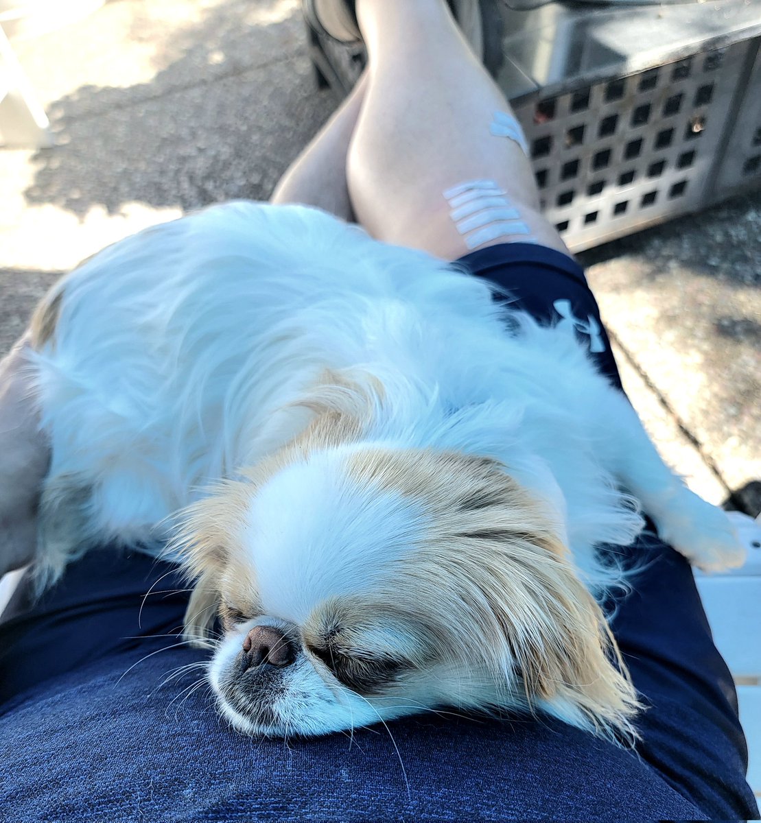 Apparently, my belly makes a comfy pillow for Gracie.

#dogsoftwitter #japanesechin