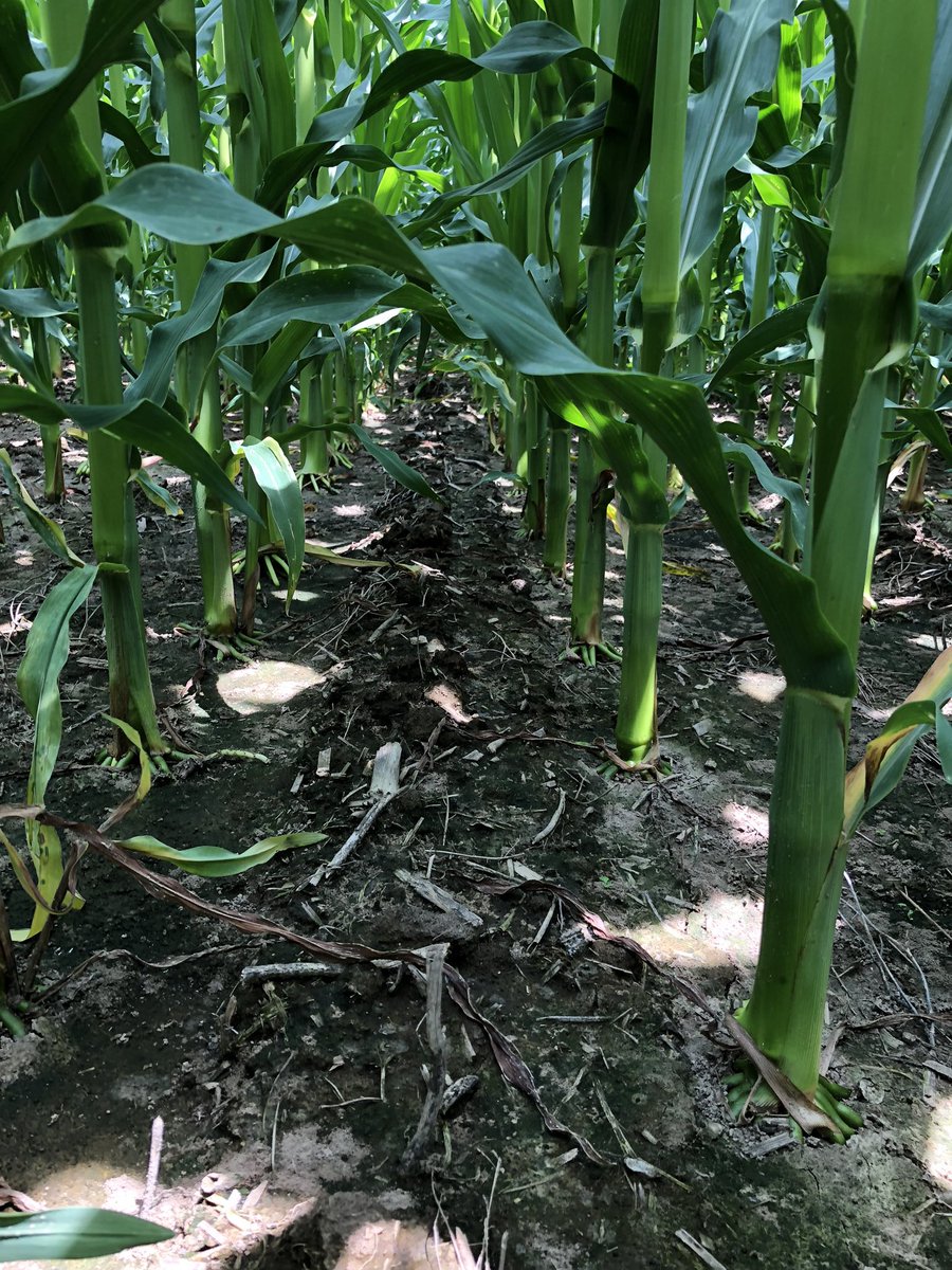 Joshua Valier tweet media