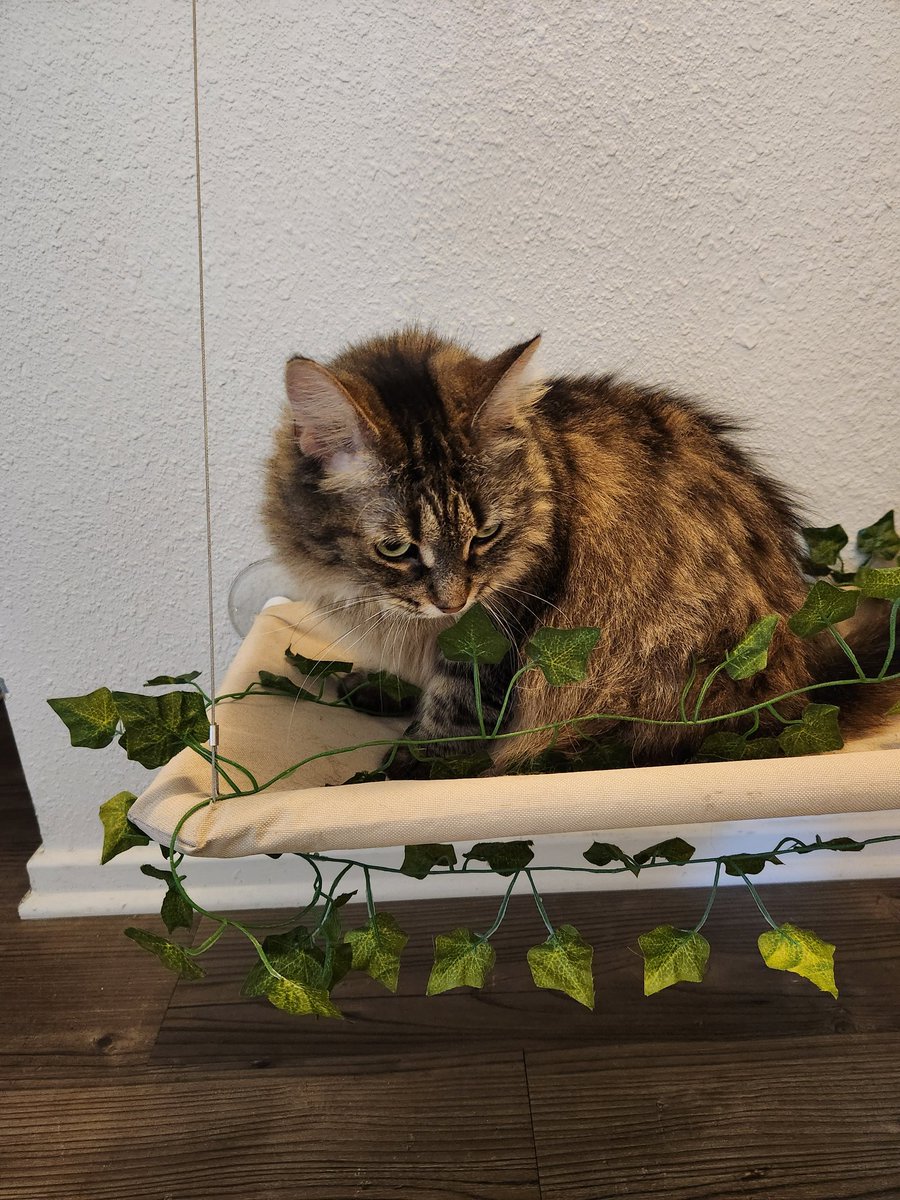 MadisonSiedsch2's tweet photo. @frxlz Love you here is a cute cat https://t.co/S2ezvf3Imw