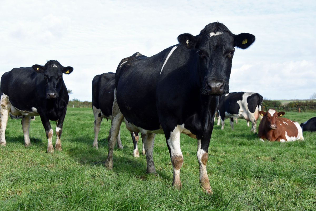 The British Friesian Breeders Club Herd Visit. It will occur at the Walwyn Herd at Moor Farm on 28th June. 

For more information: britishfriesian.co.uk/noticeboard/20…