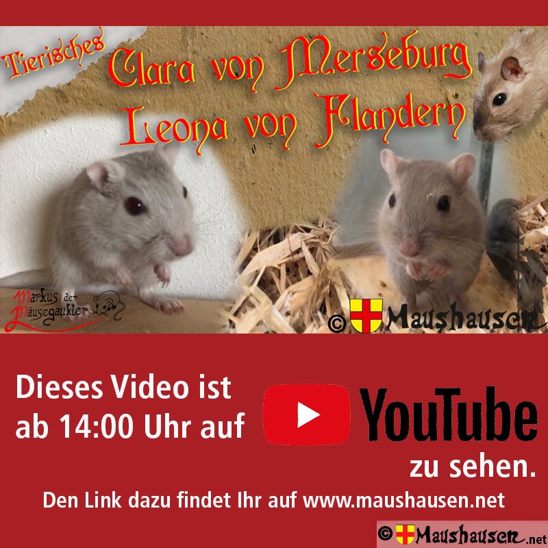 Maushausen's tweet photo. „Carla von #Merseburg“ und „Leona von #Flandern“ ganz privat
14 Uhr auf meinem #YouTubeKanal
https://t.co/LFKq9q3q2s
#Mouse #Gerbil #Wüstenrennmaus #Rennmaus #Springmaus #GermanMediaRT #Wüstenspringmaus #Maus #Mäuse #youtube #Mäuseroulette #Maushausen #Gauklermaus #Mäusegaukler https://t.co/NIFbSwQowH