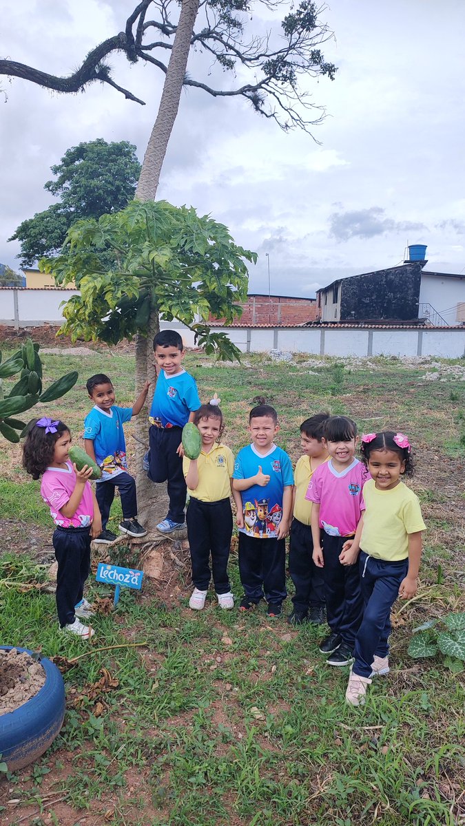 En el huerto escolar observamos el crecimiento de las plantas, 🌽, cebollín, cilantro,y se recogió la cosecha de lechosa
<a href="/Berzabethg1/">Berzabethgandicaoficial</a> 
<a href="/Crazet2011/">Crazet2011</a> 
@ZonaEducTachira 
<a href="/01Ptmstachira/">PTMSTACHIRA</a>