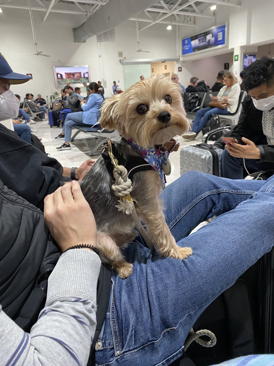 kcmarentette's tweet photo. @united @iah United CS kiosk was backed up by 200-300+ people for hours. We also had to pay out of pocket to get back transport to our city so we could get the animals in the comfort of their home again. What a disaster. United Airlines, do better. https://t.co/VUzS9FpdC3