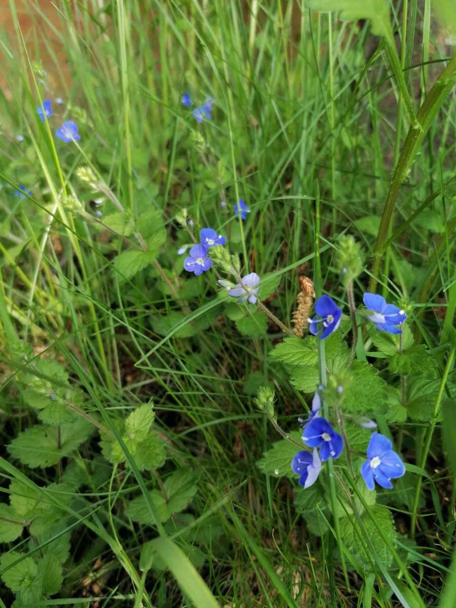 _bea_pea_'s tweet photo. @Love_plants Orchids a bit slow this year but we'll get there. First sighting of the bluebells this year! Really excited about all the new species this year. Third year od #nomow stretching till July (probably)  like last year. After that part mow. https://t.co/XWAXdH6RcZ