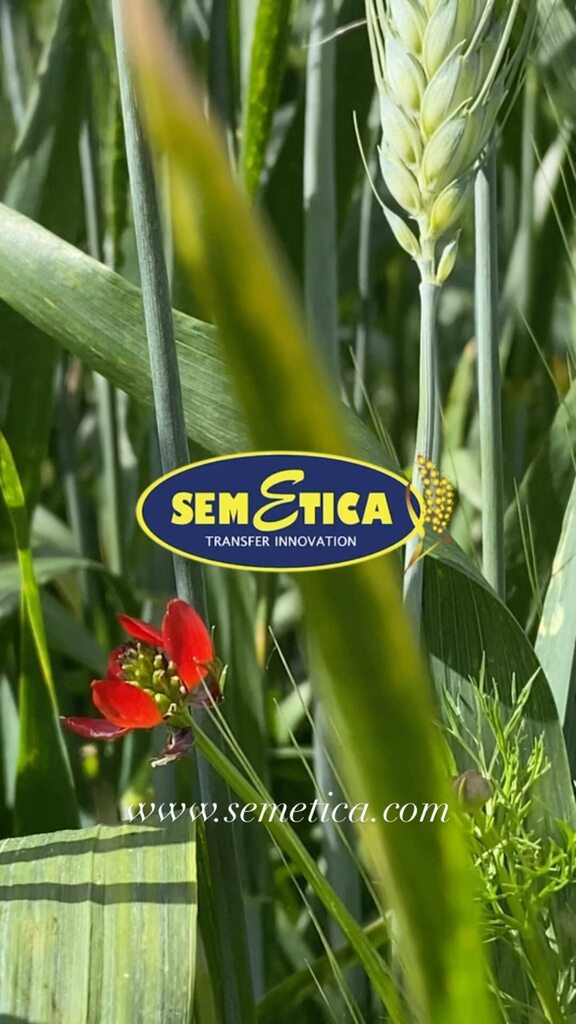 SEMETICAsrl's tweet photo. Azienda Sperimentale Semetica https://t.co/vgFVdZH7ce https://t.co/HzxfOqiMT7
