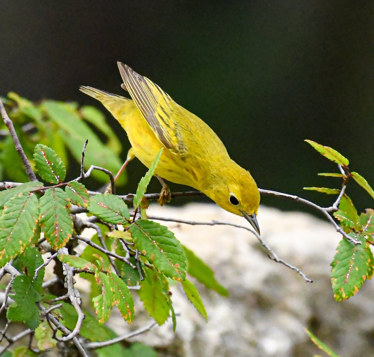 LanceWinter's tweet photo. What a great time at Guadelupe River State Park! Though the Yellow Warbler is one of the most numerous warblers in North America, it’s only the second time I’ve seen one. Beautiful bird. @TPWDparks @TPWDnews @USFWSBirds @USFWS @NikonUSA #BirdsOfTwitter #birding https://t.co/zwAEmfdhwX