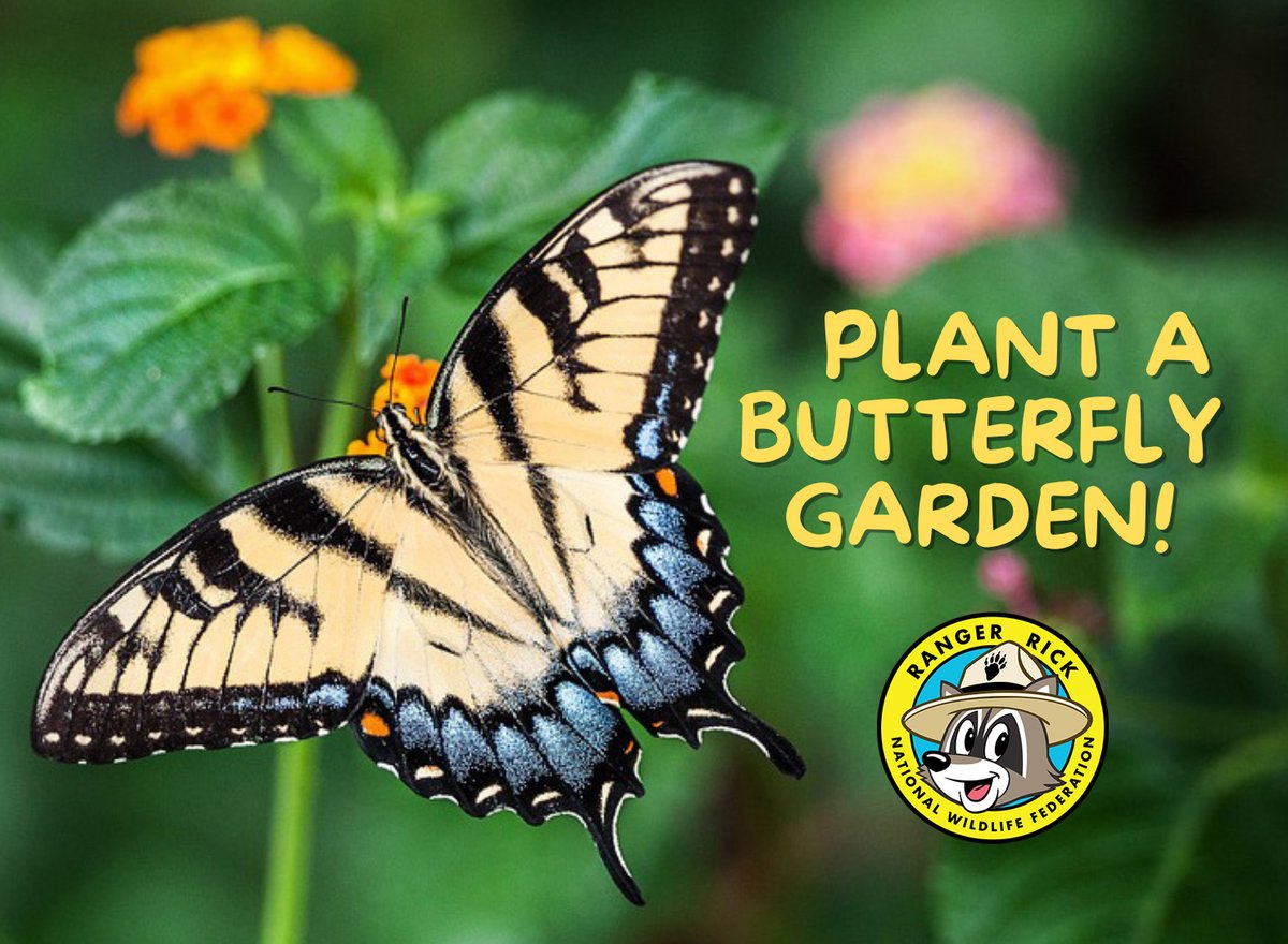 RangerRick Magazines tweet media