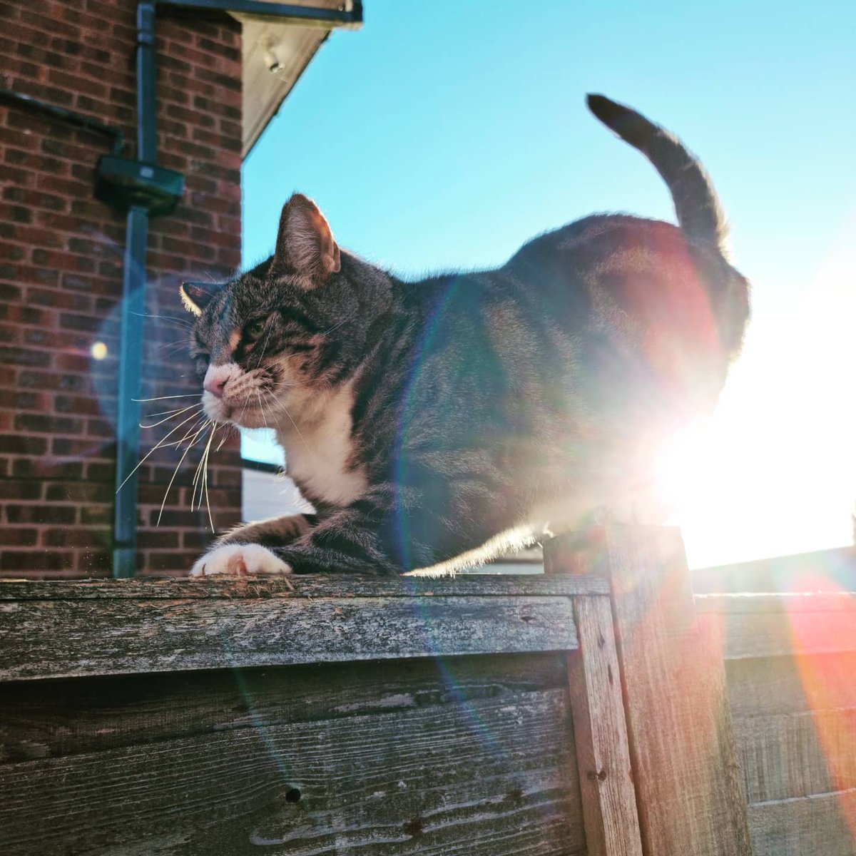 Scottage_Pie_'s tweet photo. @Catshealdeprsn My boy Gilbert with the sun shining from his butt https://t.co/6HqJyf87en