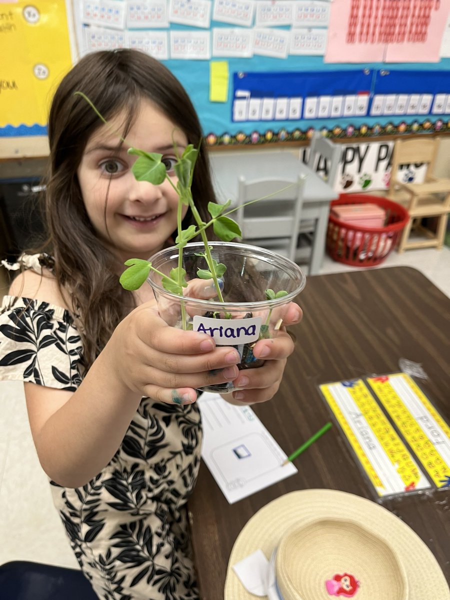Kindergarten gardeners were so excited to take their pea plants home today! 🪴 #bfrocks <a href="/JayBilly2/">Jay Billy</a>