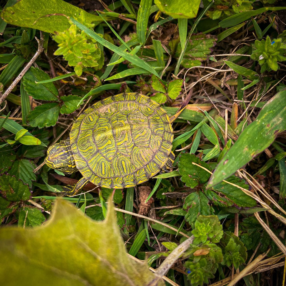 Met a friend on my afternoon walk. He is safe off the side of the road away from passing cars and pedestrians.
.
#babyturtle #kywildlife #gettingoutdoors #redearedslider #hatchlings #reptilesofinstagram #animalphotography