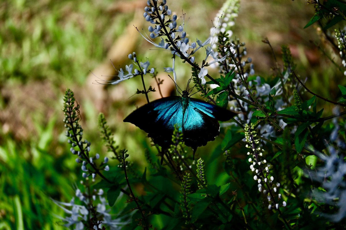 Always a pleasure to spot one of the beautiful colourful butterflies found up here in the tropics! The Ulysses electric blue such a stark contrast to the green forest 🌿🦋✨
#exploreTNQ #portdouglasdaintree #thisisqueensland #thalabeach #natureholiday #ulyssesbutterfly #tropics