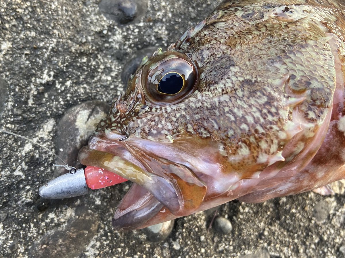 wocadaaa's tweet photo. 見覚えのある魚🐟
ワインドでまたまたデッカサゴキャッチ👍
写真で見返すと前に釣った子🔥🔥
■#apia #BruteHR #HarborVersatile77MX
■#Daiwa #CertateLT2500SXH
■ #LIVRE #ユニオン52_58 #さくらリミテッド
■#XBRAID #UPGRADE_PE_X4 0.8号
#MonsterbraveZ 12lb
■#DreemUP
#DDHead25
#Dart8_25 https://t.co/HysOfMLSm6