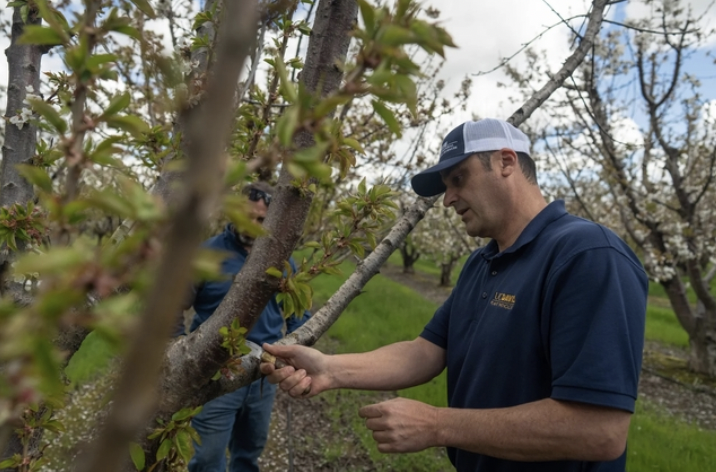 The atmospheric rivers of this past #winter have created the right conditions for plant pathogens that haven't been seen for decades in #California. "Generally, whenever you have rain events, you're going to have problems, <a href="/FloTrouillas/">Florent Trouillas</a>. <a href="/uccefresno_nuts/">Mae Culumber</a> 
bit.ly/42X2Euf