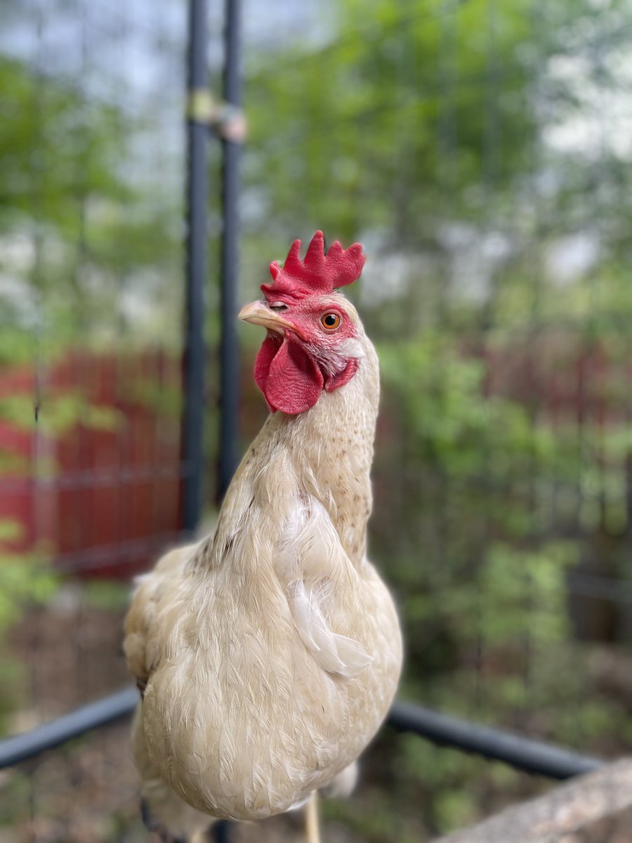 Ever since we lost a couple of chickens this winter, we’ve been looking to get a couple more. Meet Caramel and Marshmallow!