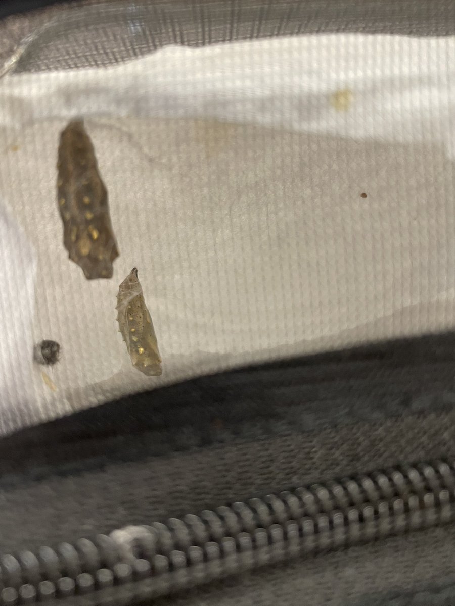 We have chrysalis  🐛 🦋