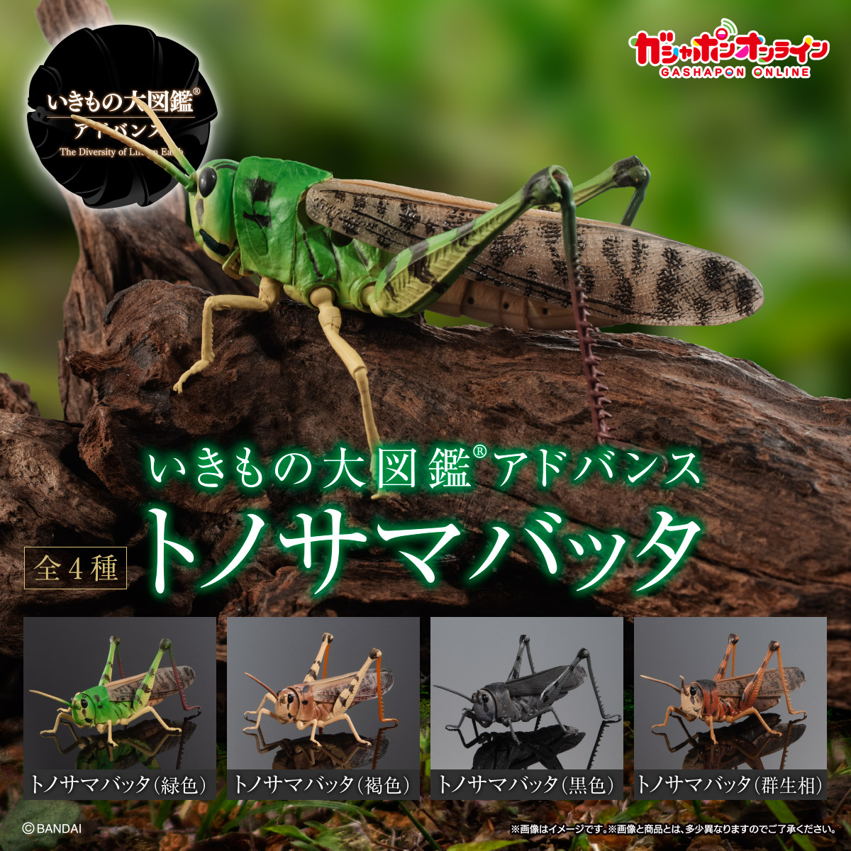 安いそれに目立つ KAZ いきもの大図鑑 ヤンソンテナガコガネ