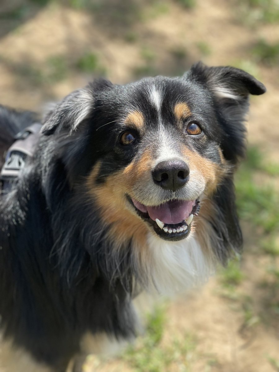 My Dog's Daycare 🇨🇦 tweet media