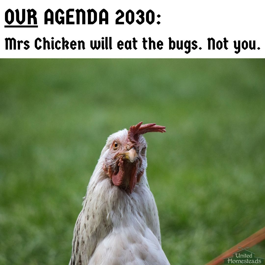 They say bugs are high on protein. Good for the chicken...

#homesteading #agenda2030onu #farmlife #outdoors #autonomy #takeyourfutureback #ownland #gardening #hunting #fishing #camping #hiking #canoeing #climbing #bushcraft #climbing #mountains #norwegianfjords #chicken…