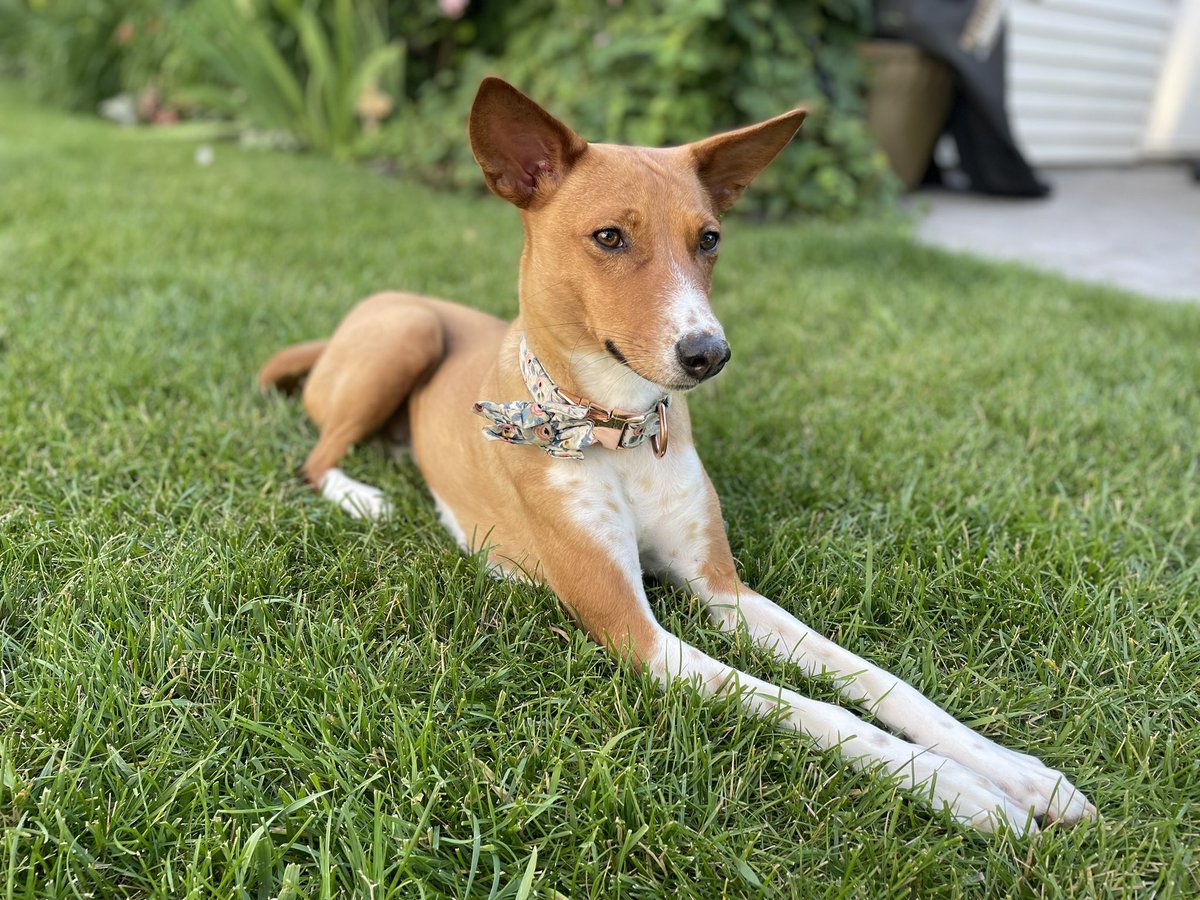 SAHoganCooke's tweet photo. Post a picture of your pet and who they are named after. https://t.co/S9GYPoEU7k