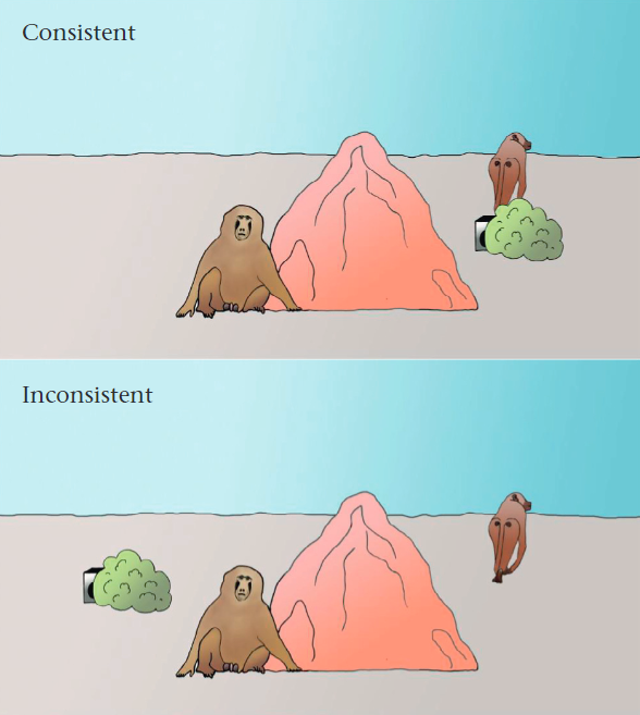 AnimBehSociety's tweet photo. Male Guinea baboons may be oblivious to associated females' whereabouts
Article in #AnimalBehavior by Dominique Treschnak; Dietmar Zinner & @julxf:
https://t.co/viWHxpccEF
#Baboons #PlaybackExperiment #SocialBehavior https://t.co/LFzFiU602u