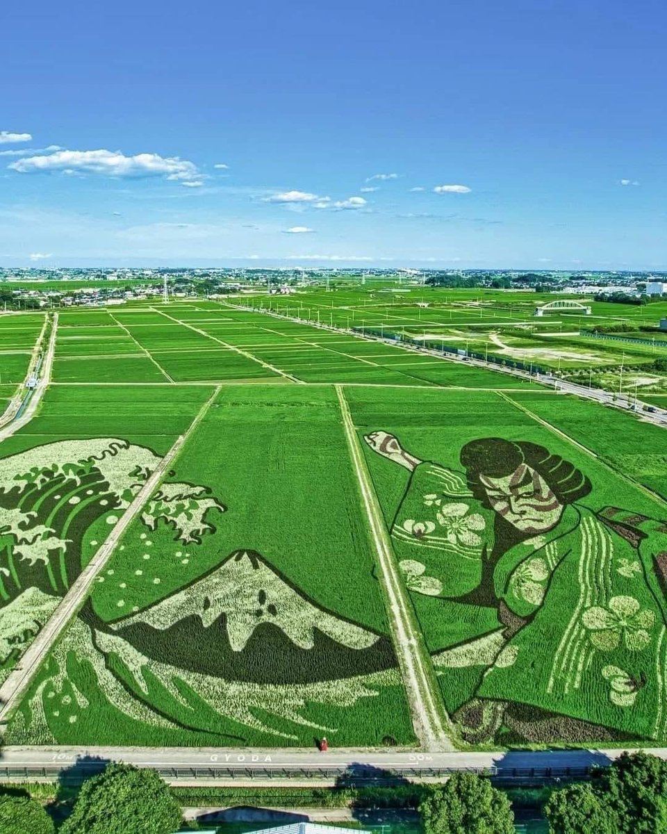 japantravelbug's tweet photo. Rice Field Art in Japan 🌾 https://t.co/ExnUKTkJmW