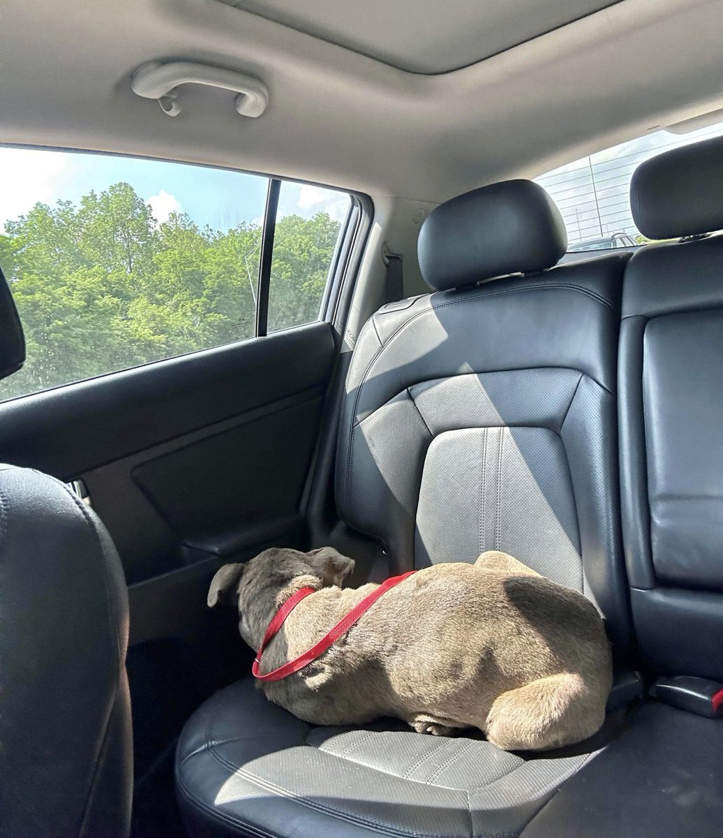 reddogsusie's tweet photo. CADO IS SAFE🩷🎉
Thanks to All about the Pawz-see freedom pics❤️💔
Pls honour pledges to:
AATP
87 S four mile run road
Youngstown OH 44515
PayPal:
Lovemydogs7@yahoo.com
Venmo:
AATP Rescue @allaboutthepawz
Web: https://t.co/qfl5sQ5MMu
Pls ref:Cado #MASA23319
TYSM 2all who helped https://t.co/YT9KlUB0pv
