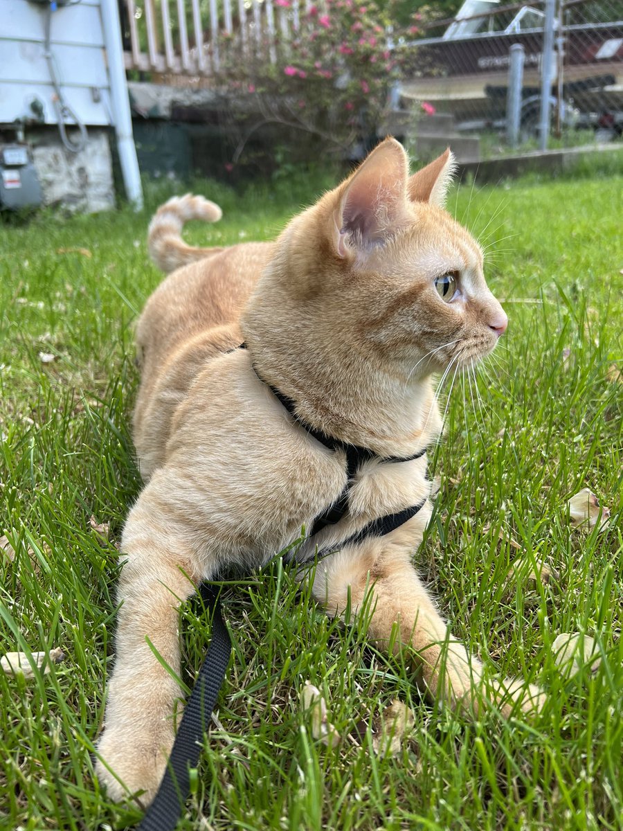 My precious baby enjoying the outdoors 🌿🐾