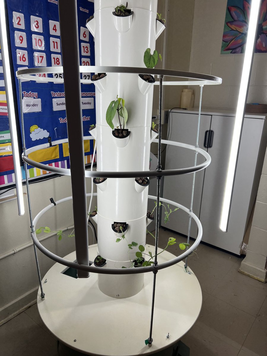 Lawrencetown School tweet media