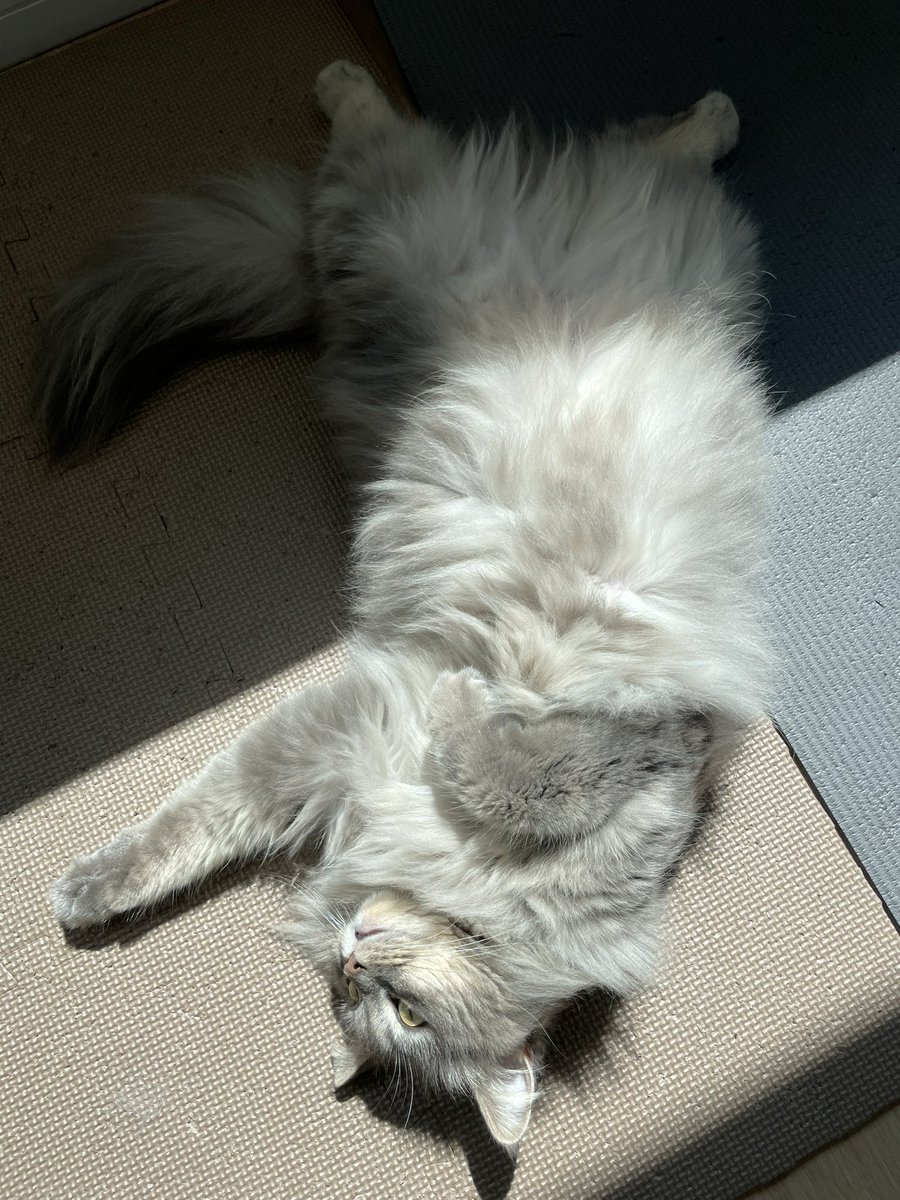 全力で光合成する🌞

#猫 #にゃんこ #ねこ #サイベリアン #猫のいる幸せ #猫のいる生活 #猫好き #猫好きさんと繋がりたい #cat #siberian